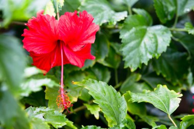 Hibiscus yeşil arka plana sahip