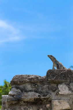 iguana Maya harabelerini üzerinde