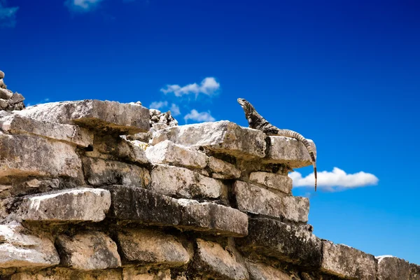 Ιγκουάνα σε ερείπια των Μάγια — Φωτογραφία Αρχείου