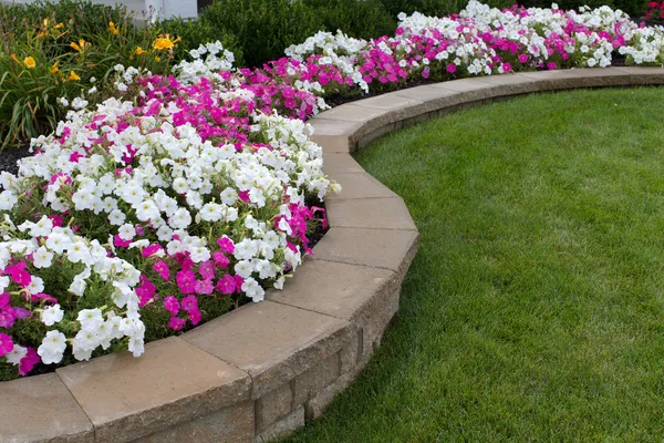 Roze en witte Petunia 's — Stockfoto