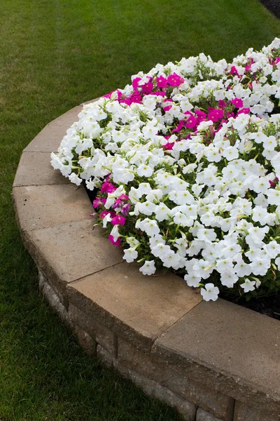 Petunia's op de baksteen keermuur — Stockfoto