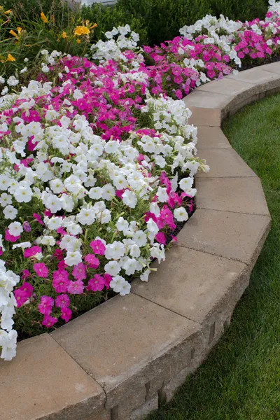 Petunias on the Flower Bed — Stock Image Petunias on the Flower Bed Royalty Free Stock Images