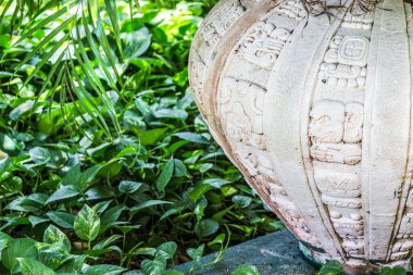Hedera Colchica'nın vazo tarafından