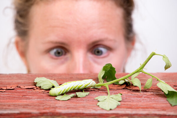Woman watching a caterpillar
