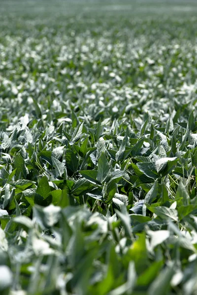 Gewas van weelderige soja veld in de middelste zomer op de midwest — Stockfoto
