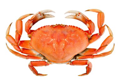 Isolated Whole Dungeness Crab clipart