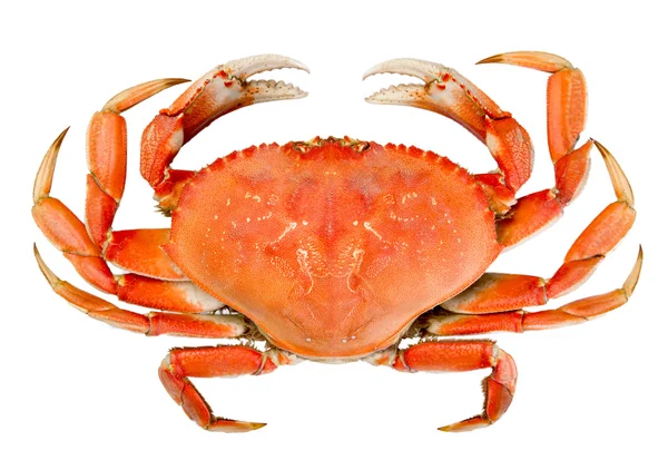 Isolated Whole Dungeness Crab — Stock Photo, Image