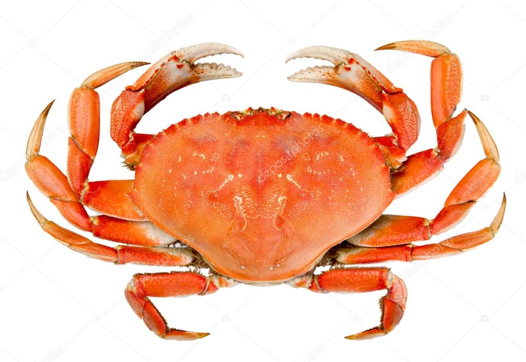 Cangrejo Dungeness entero aislado fotografía de stock © oocoskun