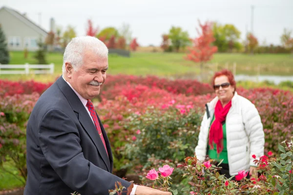 Romantische Seniorin auf der Suche nach der perfekten Rose — Stockfoto