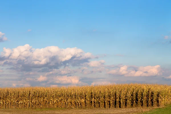 Erntezeit naht — Stockfoto