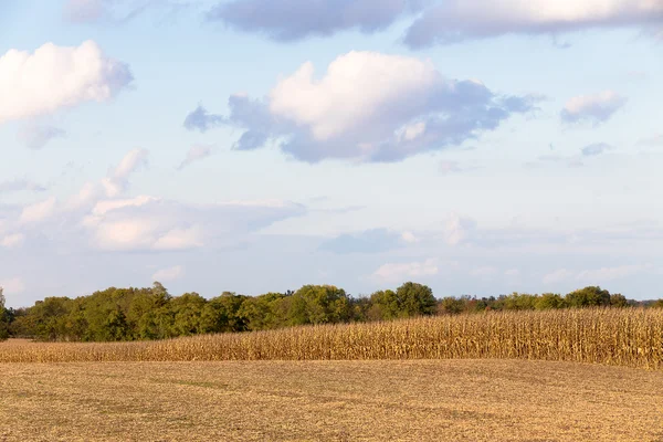 Vendemmia in arrivo per il mais — Foto Stock