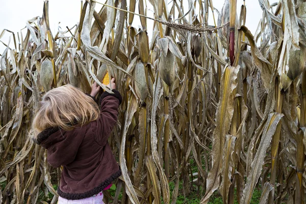 Curious Kid Trying to Pick Dry Corn Ear — Stock Photo, Image