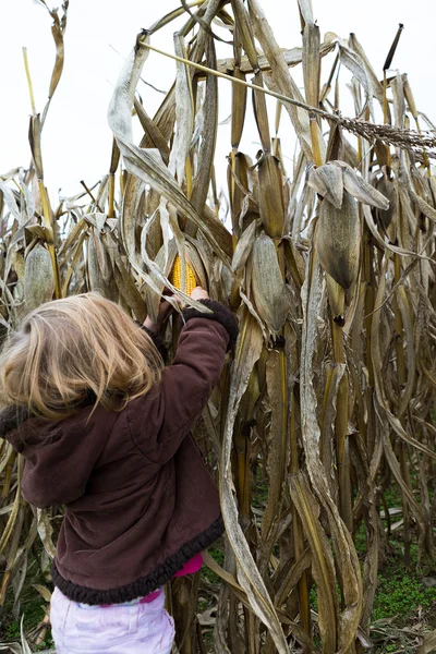 Curious Kid Trying to Pick Dry Corn Ear — Stock Photo, Image