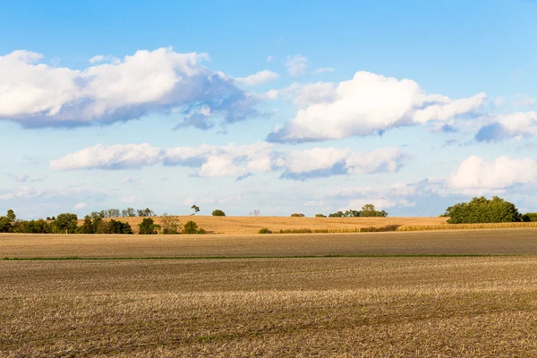 Monokultur majsfälten i indiana — Stockfoto