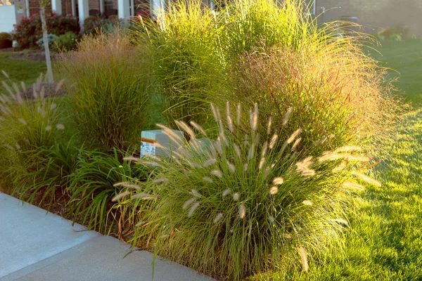 Hiding Underground Power Line Boxes with Giant Ornamental Grasses — Stock Photo, Image