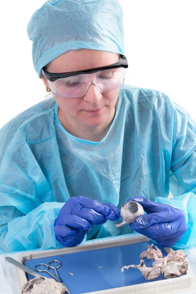 Técnico de laboratorio femenino trabajando en una muestra de tejido —  Fotos de Stock