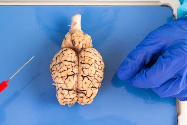 Whole cow brain viewed from above — Stock Photo, Image