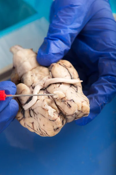 Physiology student examining a cow brain — Stock Photo, Image