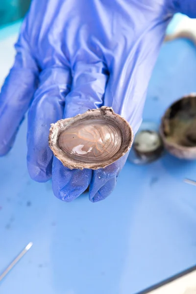 Disección de un ojo de oveja para la clase de anatomía —  Fotos de Stock