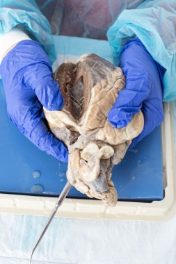 Anatomie Studenten halten ein Herz seziert Schafe