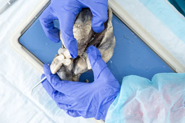 Anatomy student studying a preserved sheep heart — Stock Photo, Image