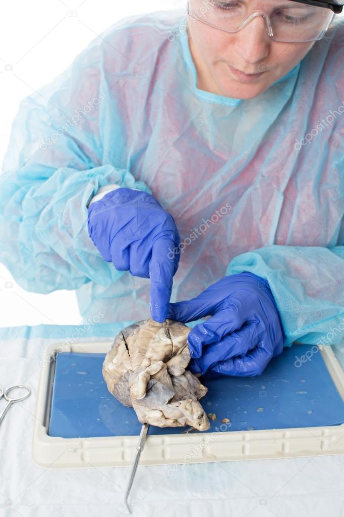 Anatomy student dissecting the heart of a sheep