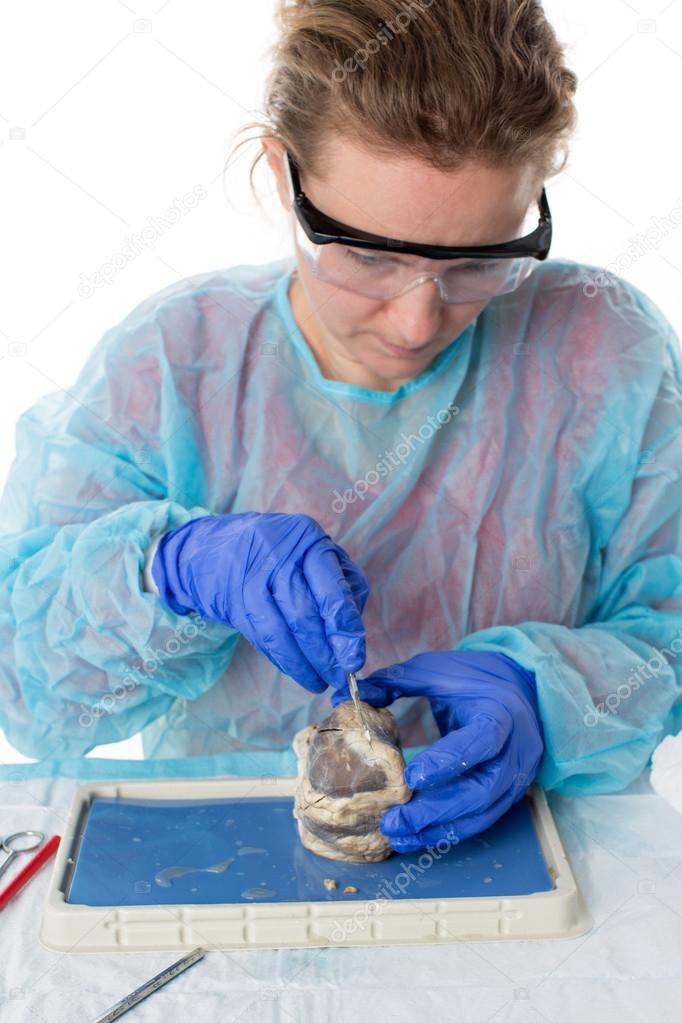 Medical student studying a sheep heart