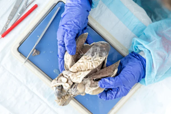 Estudiante de medicina diseccionando el corazón de una oveja — Foto de Stock