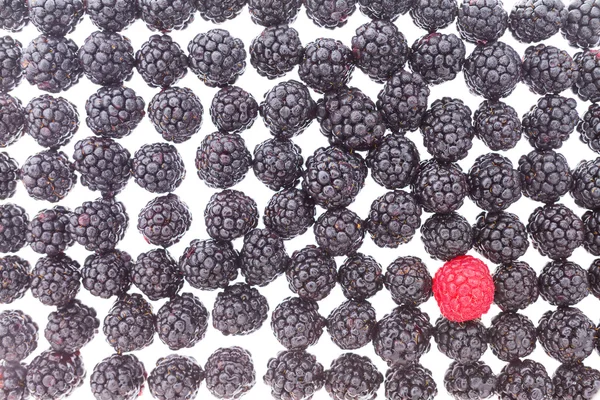 Background of fresh blackberries and one raspberry — Stock Photo, Image