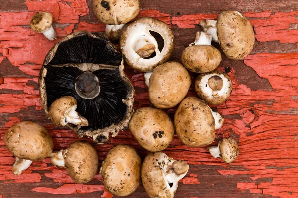 Frische Steinpilze und braune Agaricus-Pilze — Stockfoto
