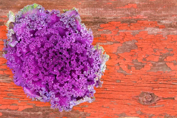 素朴な汚れた木材に巻き毛葉紫ケール — ストック写真