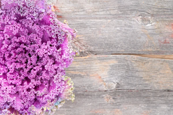 巻き毛の葉紫キャベツ、素朴な木の板 — ストック写真