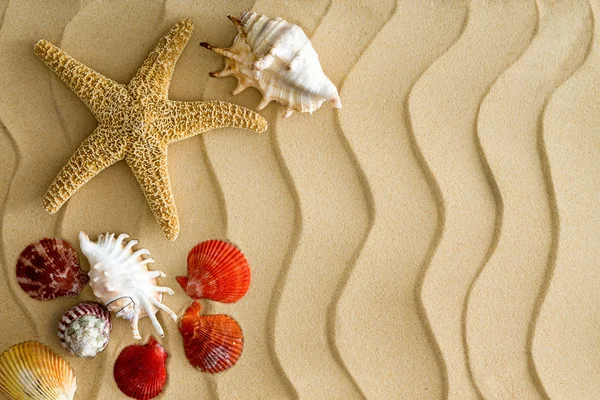 Starfish e Sea Shells na areia da praia ondulada — Fotografia de Stock