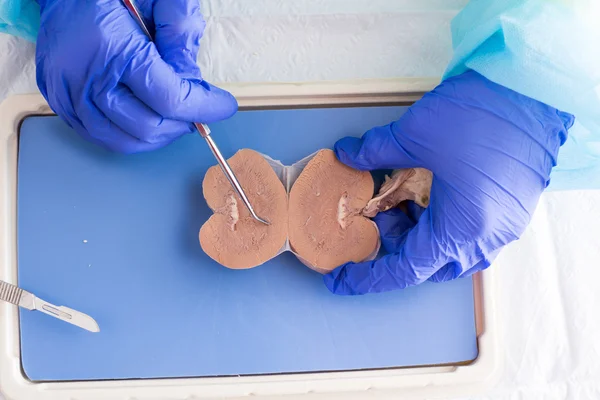 Anatomy student dissecting a sheep kidney — Stock Photo, Image