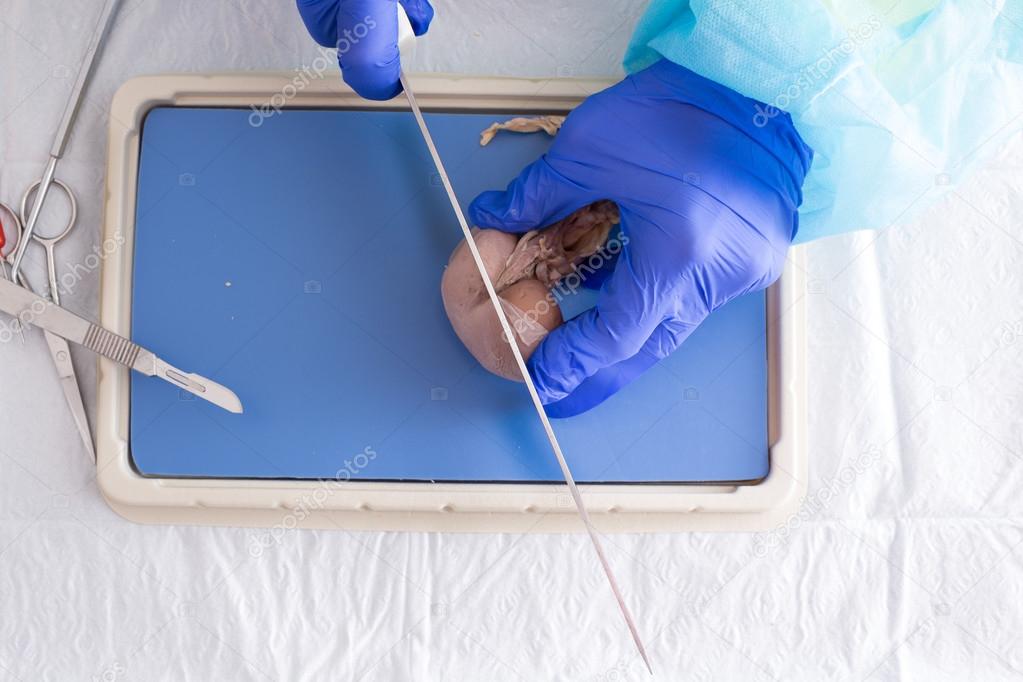 Medical student slicing a sheep kidney in class