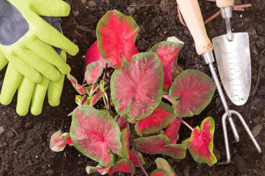 Planting lasting Love Caladium in the garden clipart