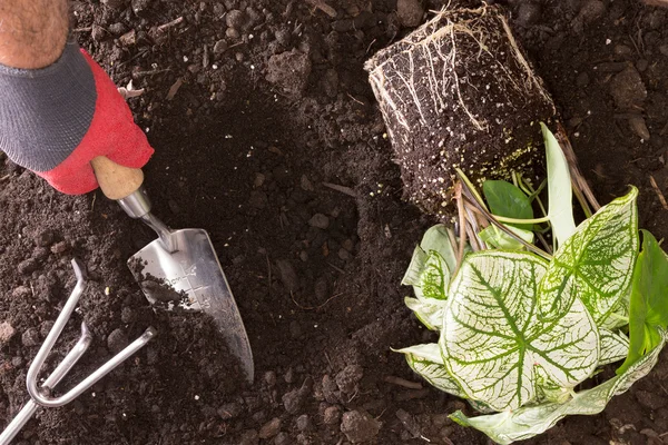 男移植永続的な愛ニシキイモ — ストック写真