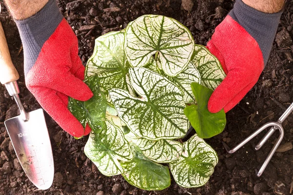 Gärtner pflanzt Schatten der Unschuld Caladium — Stockfoto