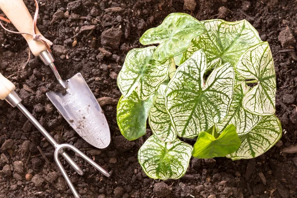 Pflanzung von buntem Caladium in einen Frühlingsgarten — Stockfoto