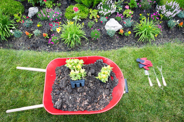 Planting a celosia flower garden in spring