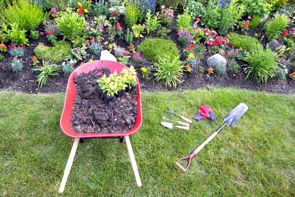 Transplanting celosia plants into a flower garden Stock Photo by