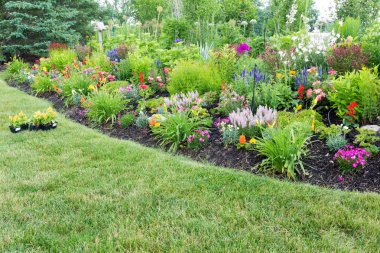 renkli çiçekli celosia ile gür flowerbed