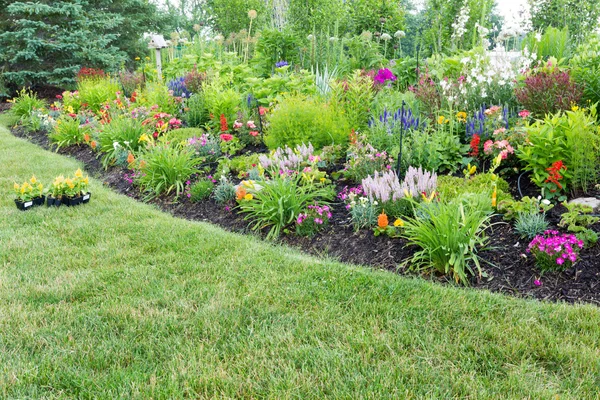 Üppiges Blumenbeet mit bunt blühenden Celosia — Stockfoto