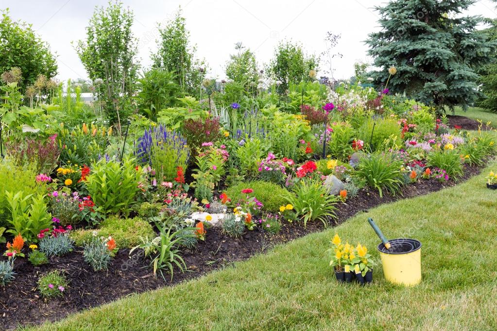 Planting yellow celosia in a colorful garden