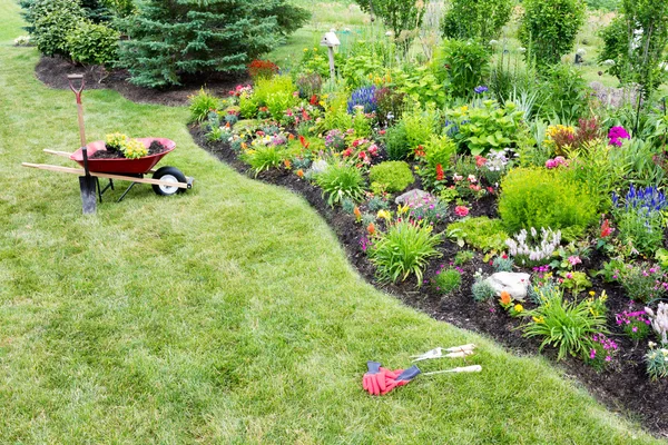 Planting a beautfiul colorful celosia flowerbed — Stock Photo, Image