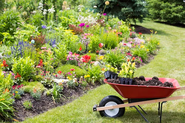 Transplantation de nouvelles plantes printanières dans le jardin — Photo