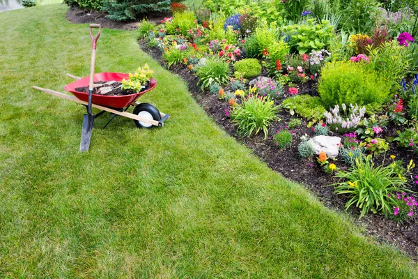 Garden work being done transplanting celosia — Stock Photo, Image