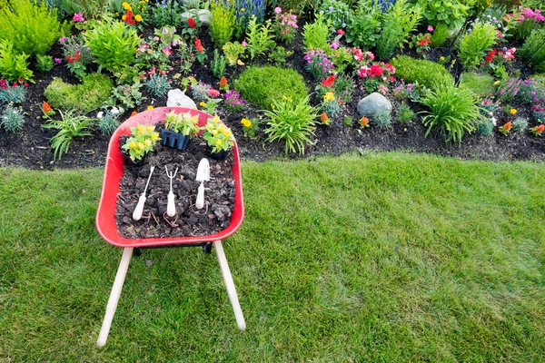 Gele celosia planten in een decoratieve flowerbed — Stockfoto