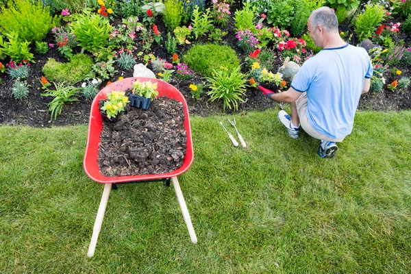 Gardener landscaping a garden — Stock Photo, Image