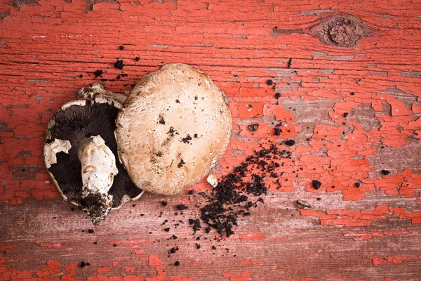 刚摘下的有机 portobello 蘑菇 — 图库照片